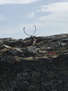 Möte med ren